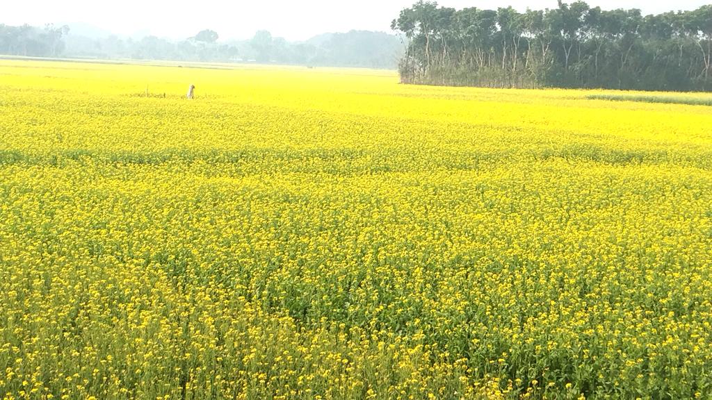 মাঠে দুলছে সরিষার হলুদ ফুল, ভালো ফলনের আশা কৃষকের