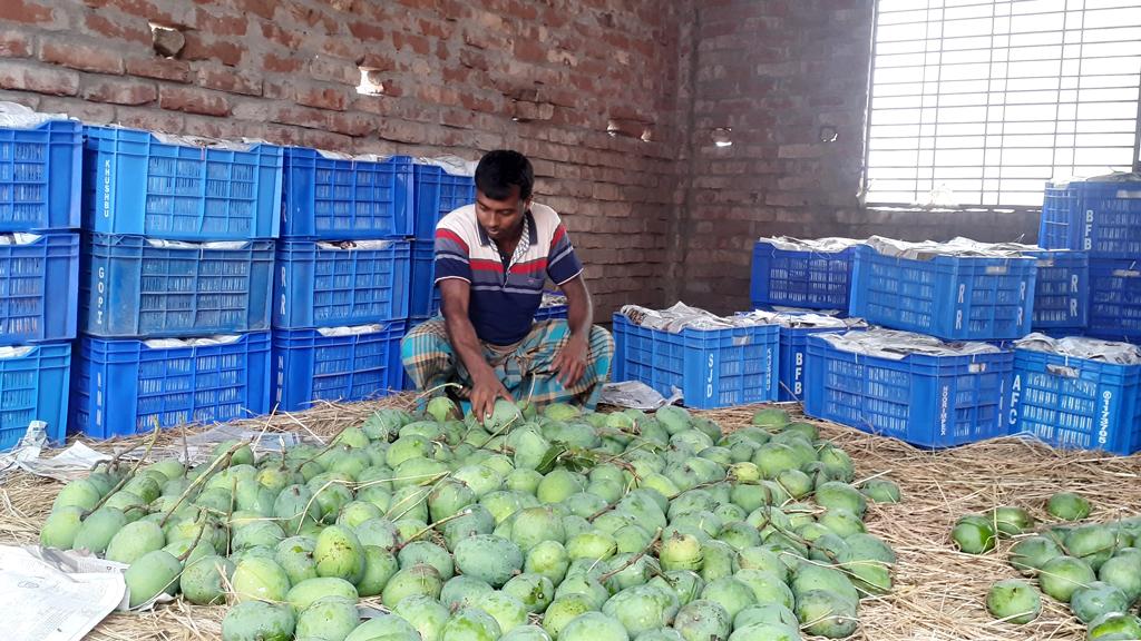 ঘূর্ণিঝড় অশনির আশঙ্কায় আগেই আম পাড়ছেন চাষিরা