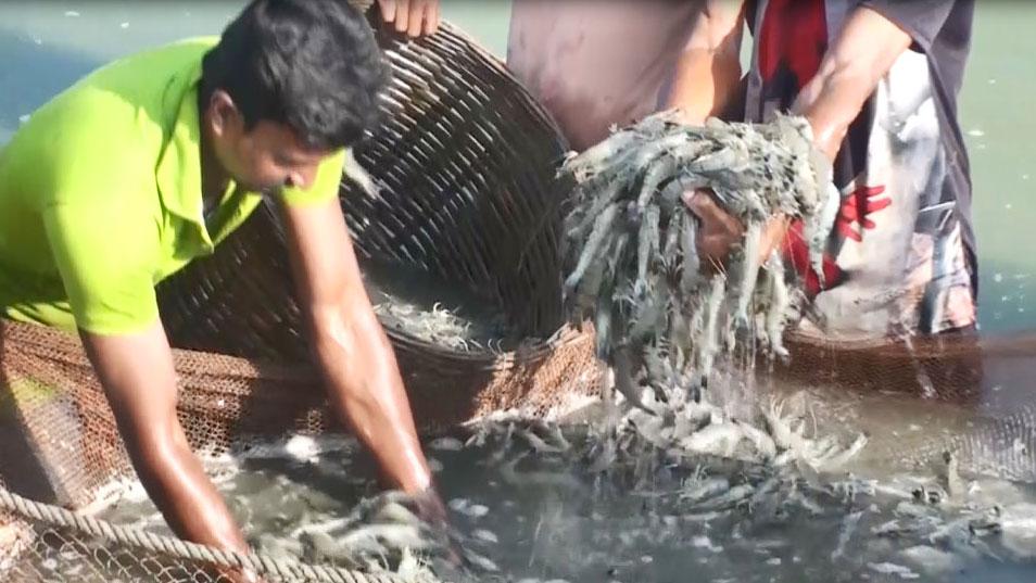 সাতক্ষীরায় ‘উন্নত সনাতন পদ্ধতি’তে বাগদা চাষে সফলতা পাচ্ছেন চাষিরা