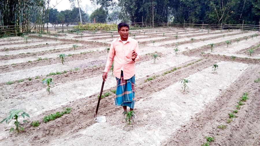 একই জমিতে পেঁপে এবং আলু চাষ