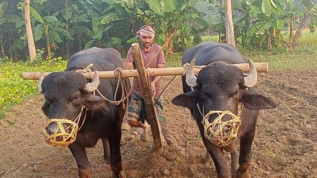 হারিয়ে যাচ্ছে লাঙল-জোয়াল দিয়ে জমি চাষ