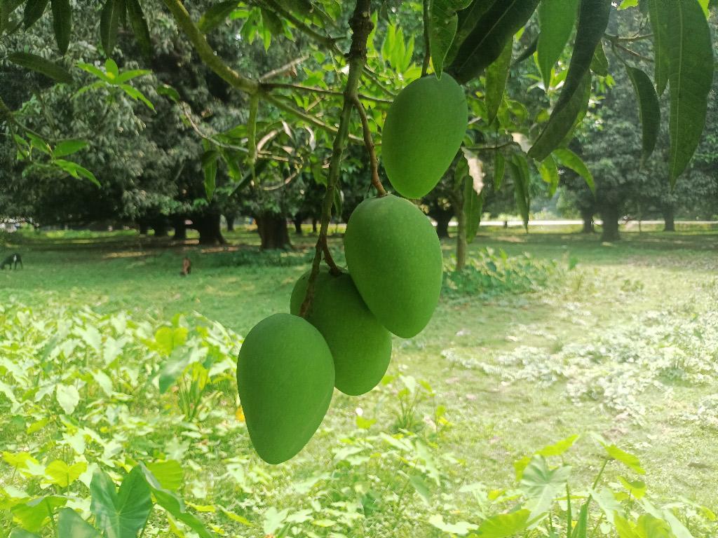 চাঁপাইনবাবগঞ্জে আম বিক্রির লক্ষ্যমাত্রা ১ হাজার ২৬০ কোটি টাকা