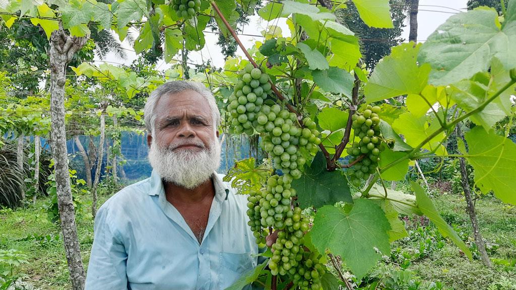 সোহরাবের বাগানে থোকায় থোকায় আঙুর