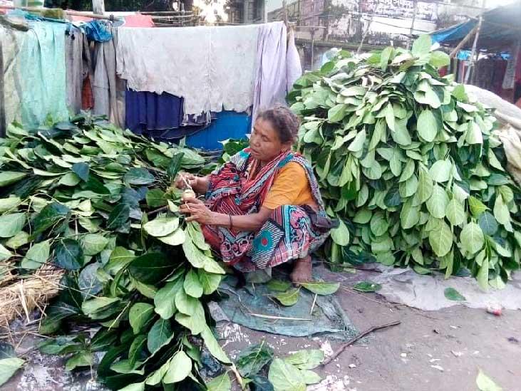 কাঁঠাল পাতায় জীবিকা