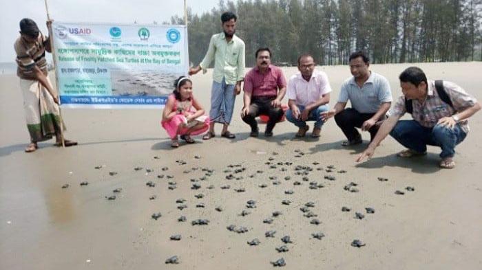 সাগরে ফিরলো ১৩৭ কাছিমের ছানা