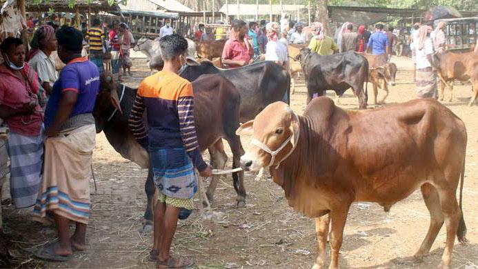 মহাসড়কের ১১৮ স্থানে জট বাঁধাবে পশুর হাট