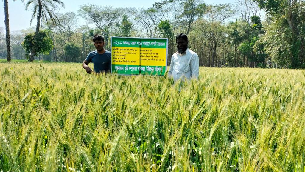 উজিরপুরে গম চাষে আগ্রহ বাড়ছে চাষিদের