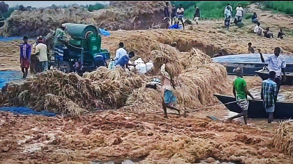 বাঁধ ভেঙে ডুবছে ধানখেত