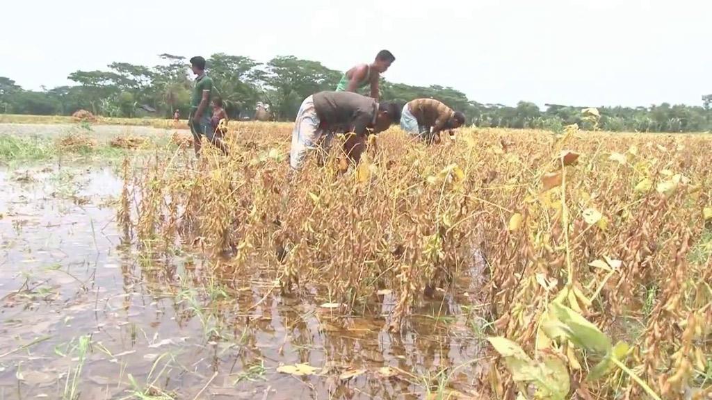 পানিতে ৫ হাজার হেক্টর সয়াবিন