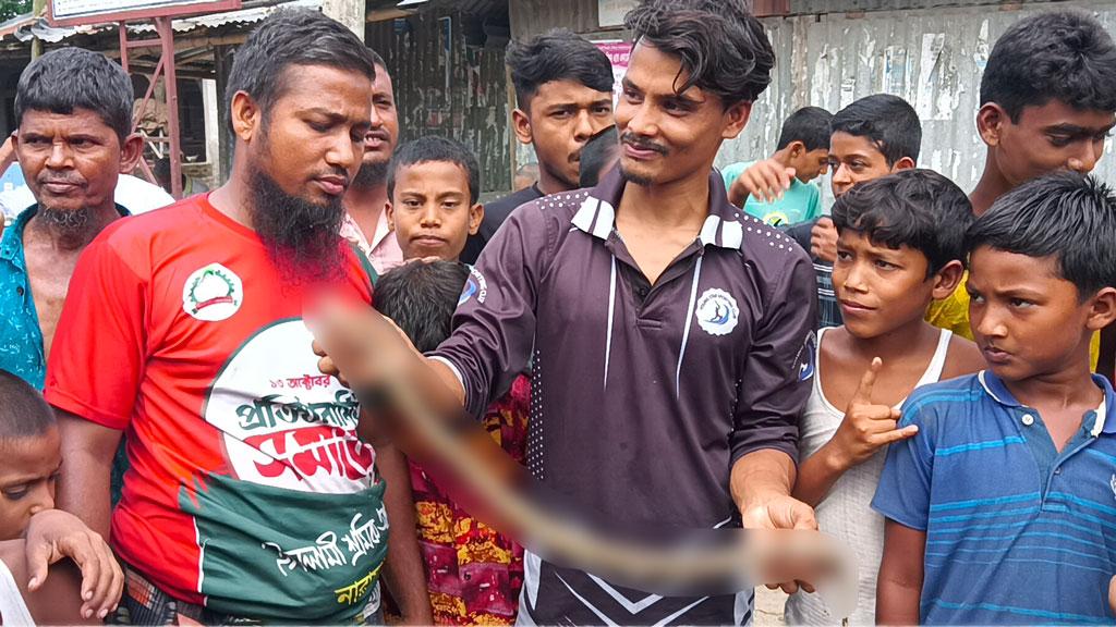 রাসেলস ভাইপার ভেবে ‘পাহাড়ি বোড়া’ পিটিয়ে মারল স্থানীয়রা 