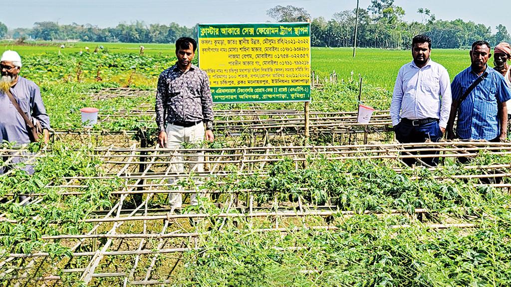 পোকার ফাঁদ কমিয়েছে খরচ দিচ্ছে নিরাপদ সবজি