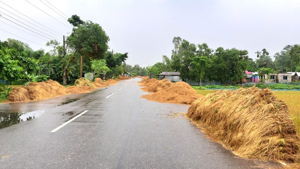 খেতেই নষ্ট হচ্ছে পাকা ধান