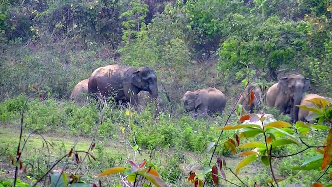 শ্রীবরদীতে হাতির আক্রমণ