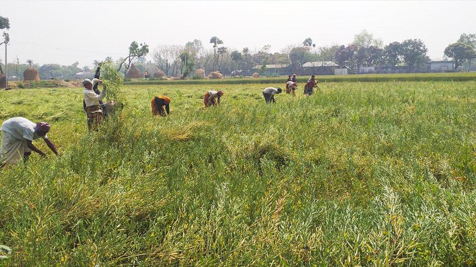 ভালো ফলন ও দামে হাসি সরিষাচাষিদের মুখে