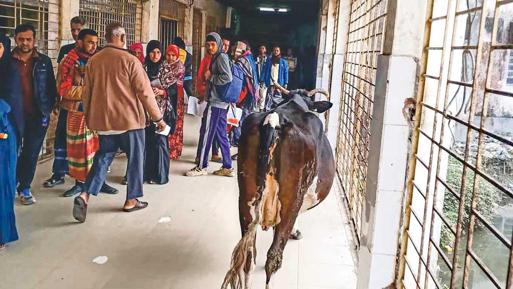 পুরস্কারজয়ী হাসপাতালে গরু-কুকুরের চলাচল