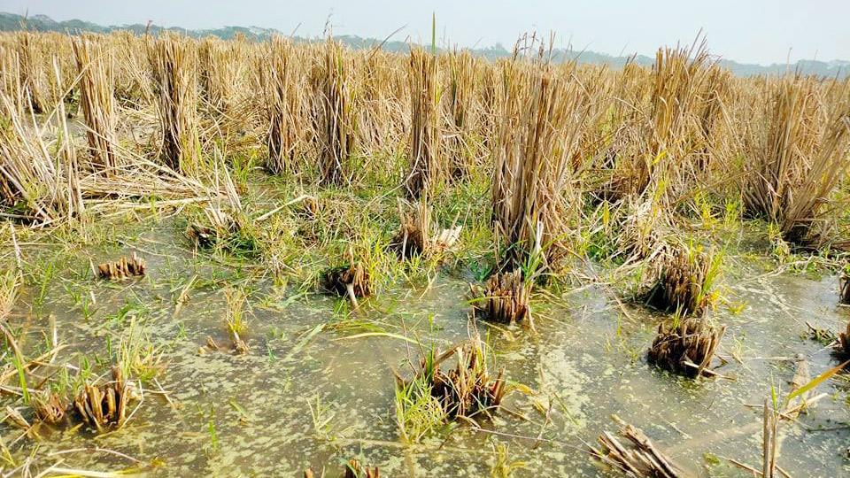 তালতলীতে শত্রুতার পানিতে নষ্ট তিন একর খেসারিখেত