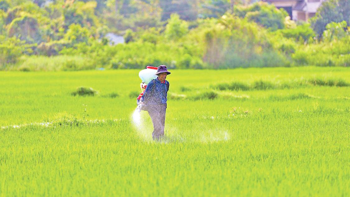 সারের অপচয়ে হাজার কোটি টাকা গচ্চা: কৃষিসচিব