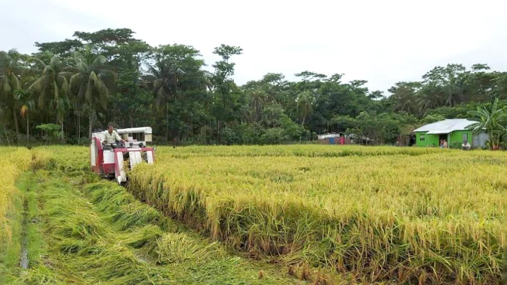 বিতরণ করা কম্বাইন হারভেস্টারের অর্ধেকই বিকল, শতাধিক গায়েব