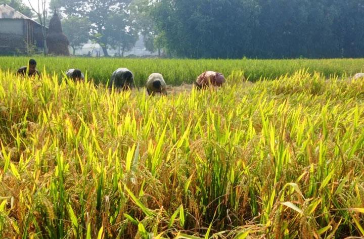 হাওরে ভারী বৃষ্টির আভাস, ধান কাটায় কৃষি সম্প্রসারণ অধিদপ্তরের ৮ পরামর্শ