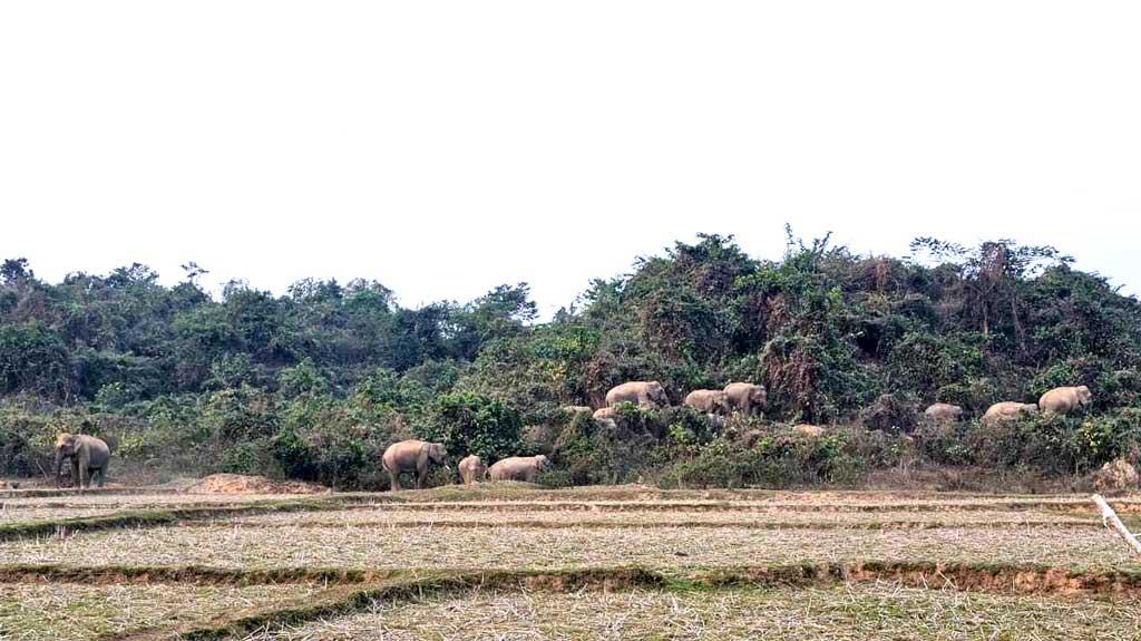 বন্য হাতি থেকে ফসল রক্ষায় নির্ঘুম