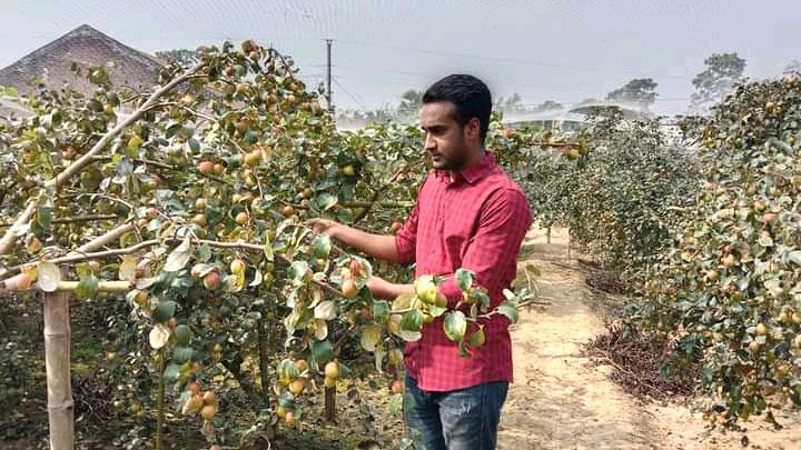 বরই চাষে সফল ঢাবি শিক্ষার্থী নুর ইসলাম