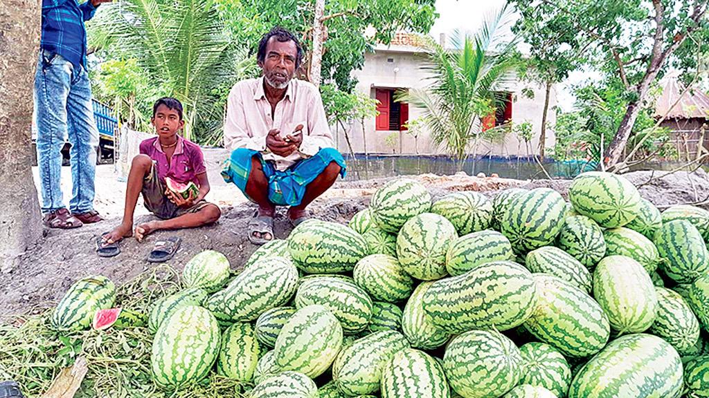 খরচই উঠছে না তরমুজচাষির