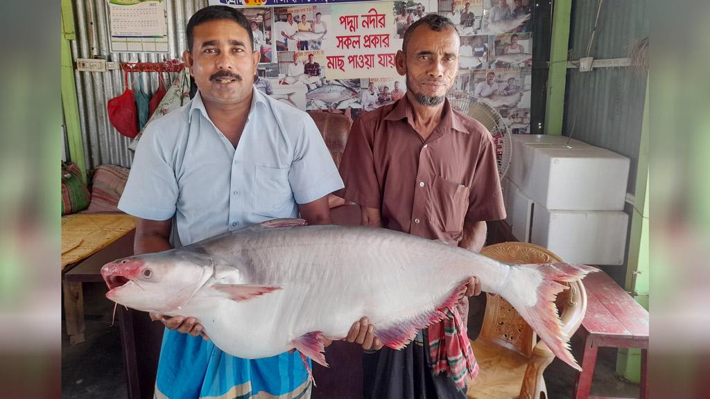 পদ্মায় জেলের জালে ২০ কেজির পাঙাশ