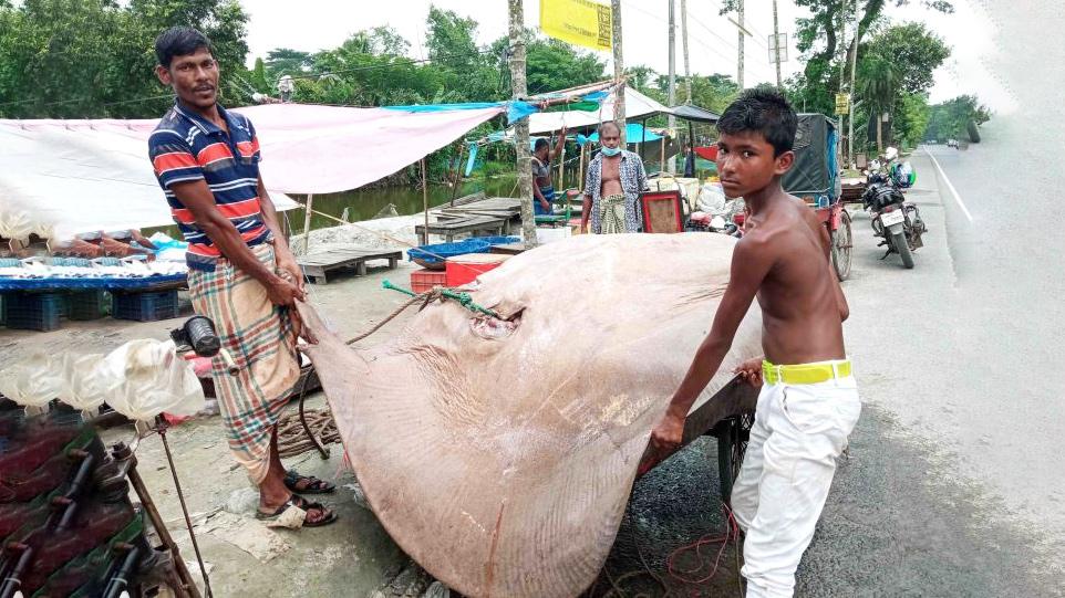 বাগেরহাটে ১০ মণের শাপলাপাতা মাছ, বিক্রি ৪৮ হাজার টাকায়