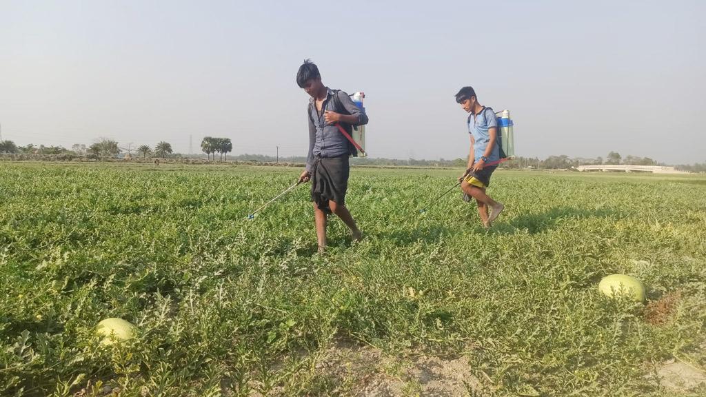 বিস্তীর্ণ চরে তরমুজ চাষ  চাষির মুখে হাসি