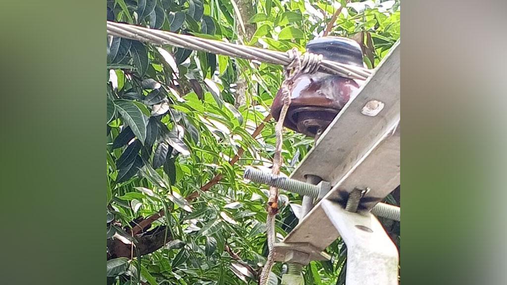 তারে ঝুলছিল কাল নাগিনী সাপ, ৫ ঘণ্টা বন্ধ বিদ্যুৎ সরবরাহ