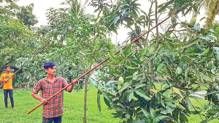 শেষ মুহূর্তে আমের বাজার চড়া