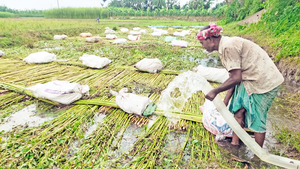 পানির অভাবে মাঠেই নষ্ট পাট