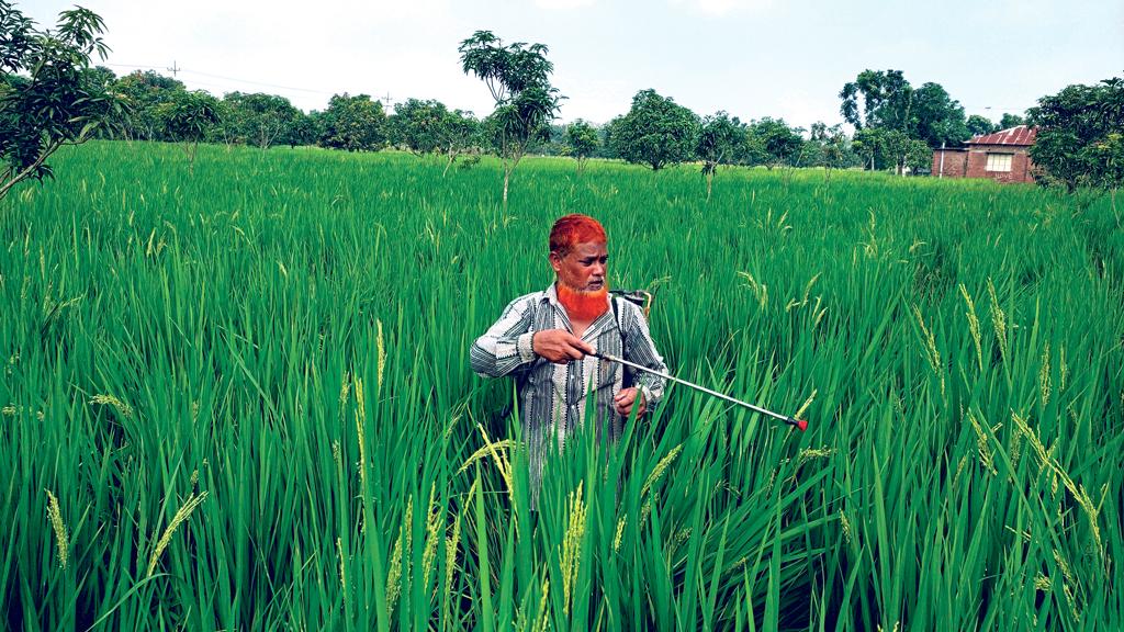 ধানে ঘাস ফড়িংয়ের আক্রমণ