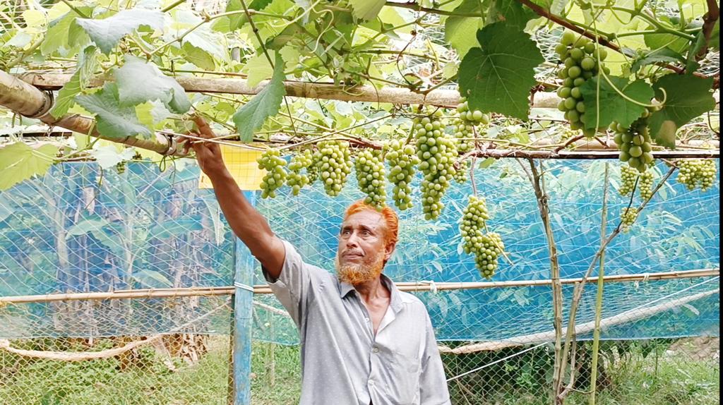 আঙুরের মাচায় ঝুলছে আতিকুল্লাহর স্বপ্ন