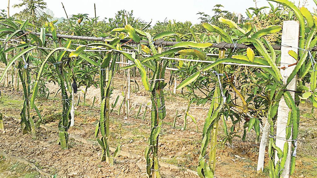 ফলবাগান ঘিরে আয় বাড়ানোর স্বপ্ন  দেখছে প্রবাসীর পরিবার