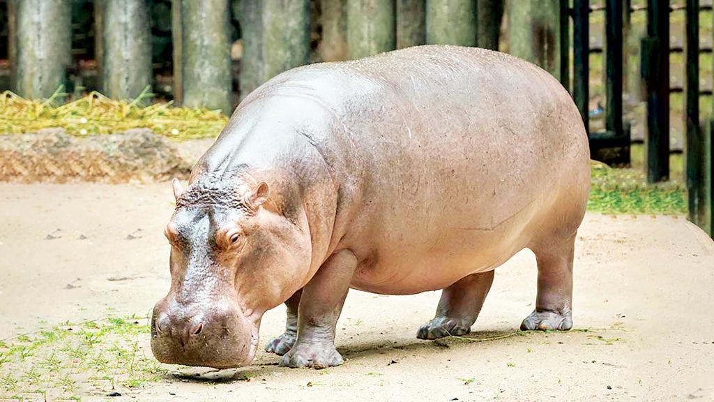 কলম্বিয়ায় জলহস্তী এখন গলার কাঁটা