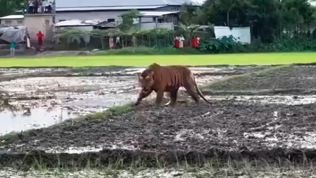 মাঠে দাপিয়ে বেড়াচ্ছে বাঘ, উৎসুক জনতার ভিড়— ভাইরাল ভিডিওটি কি সাতক্ষীরার