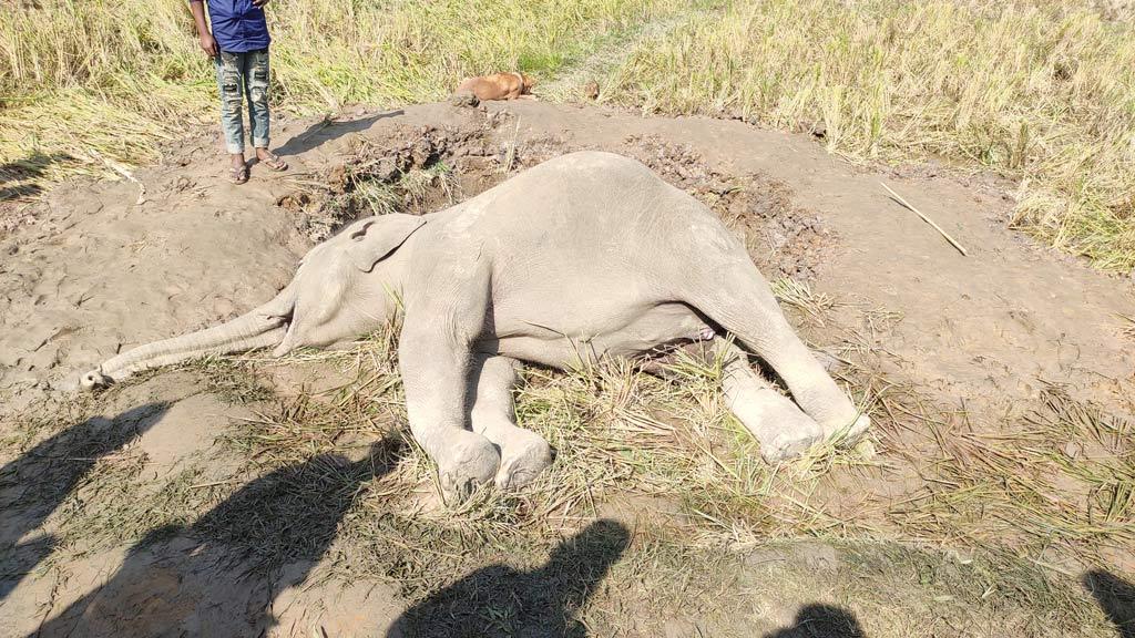 নালিতাবাড়ীতে বন্য হাতির মরদেহ উদ্ধার