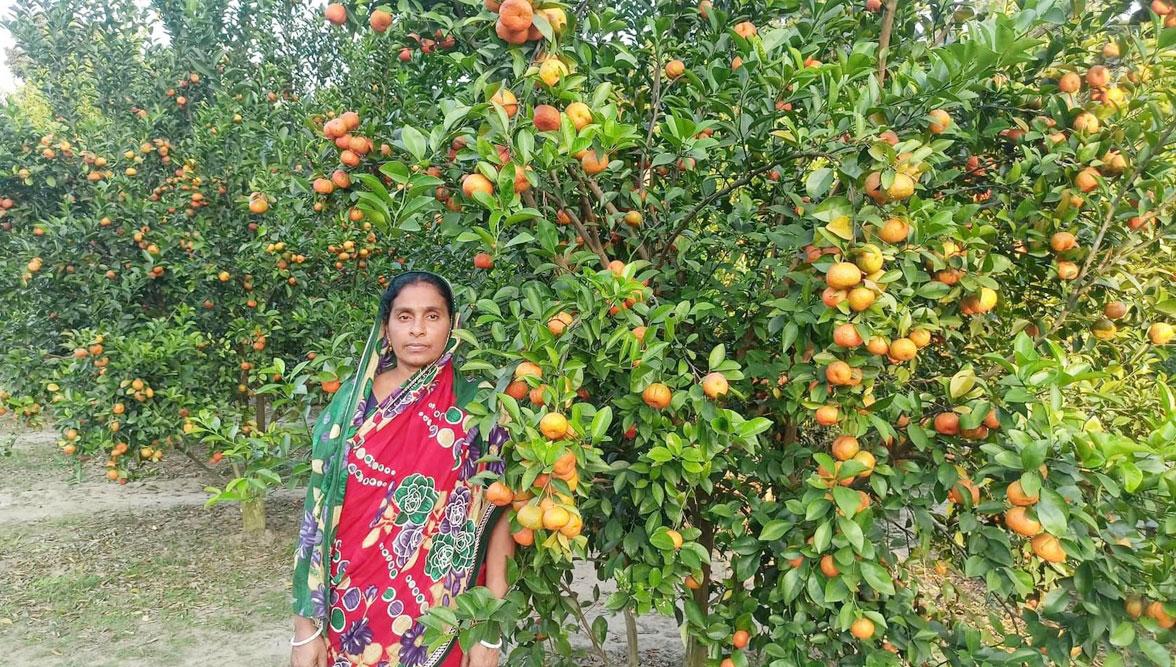 চায়না কমলা চাষে চমক শিক্ষক দম্পতির