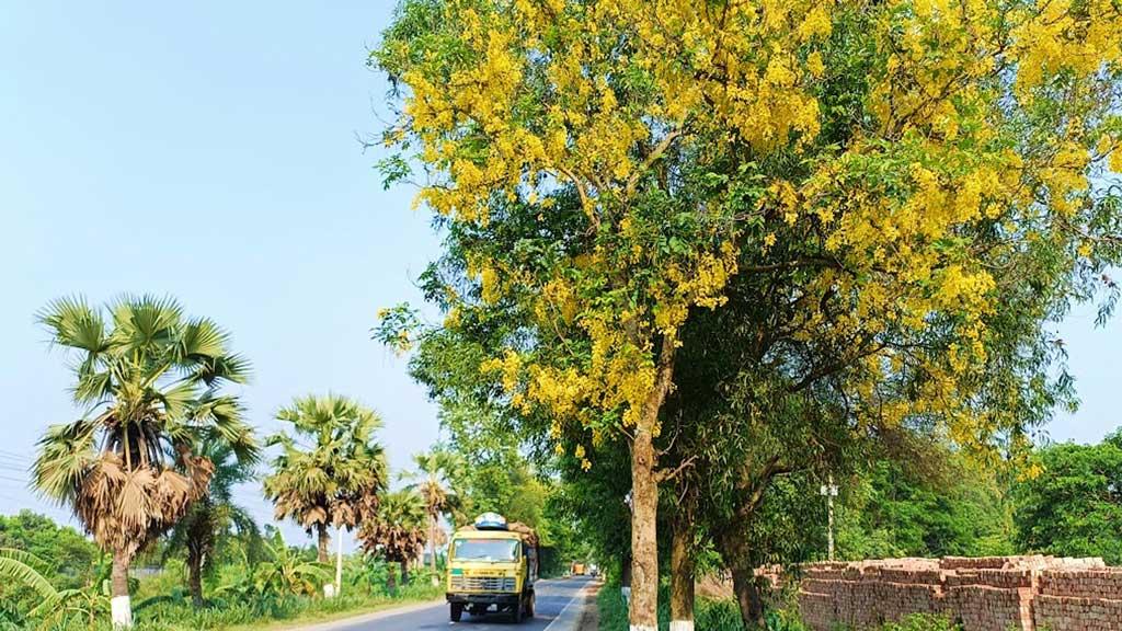 সোনালুর অভ্যর্থনা পথে পথে 