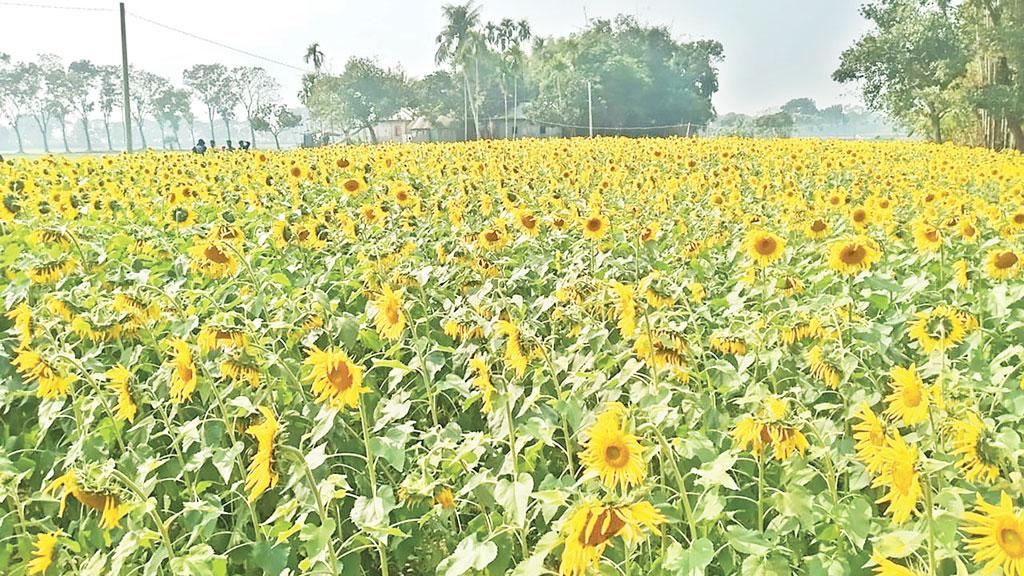 শখের বশে সূর্যমুখী চাষ  ভিড় ফুলপ্রেমীদের