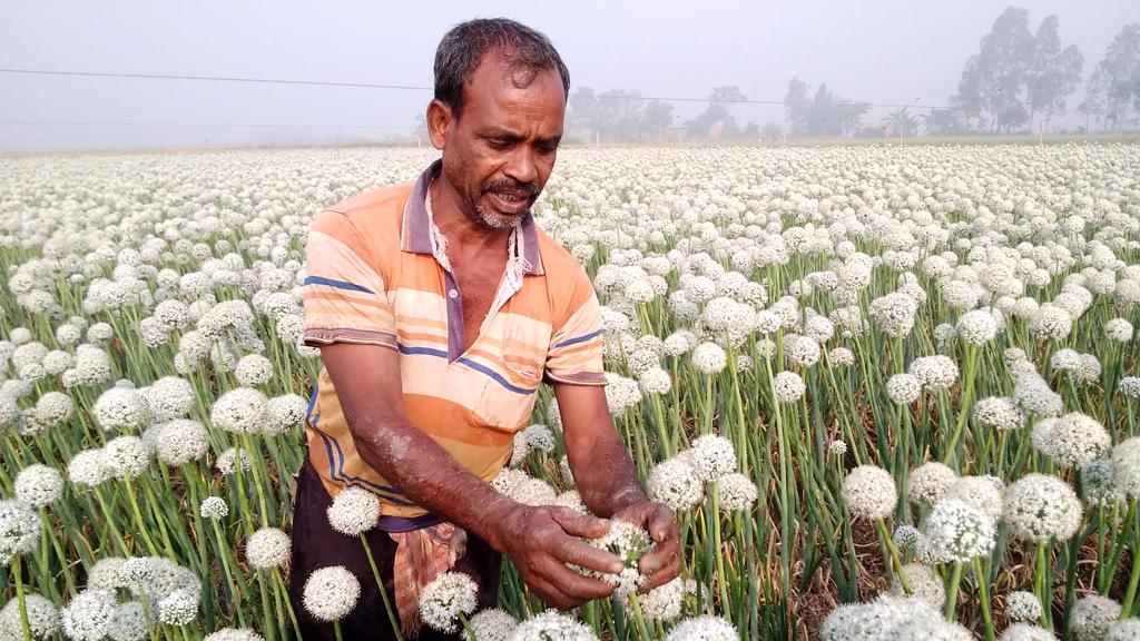 সাদা ফুলে কালো স্বর্ণ