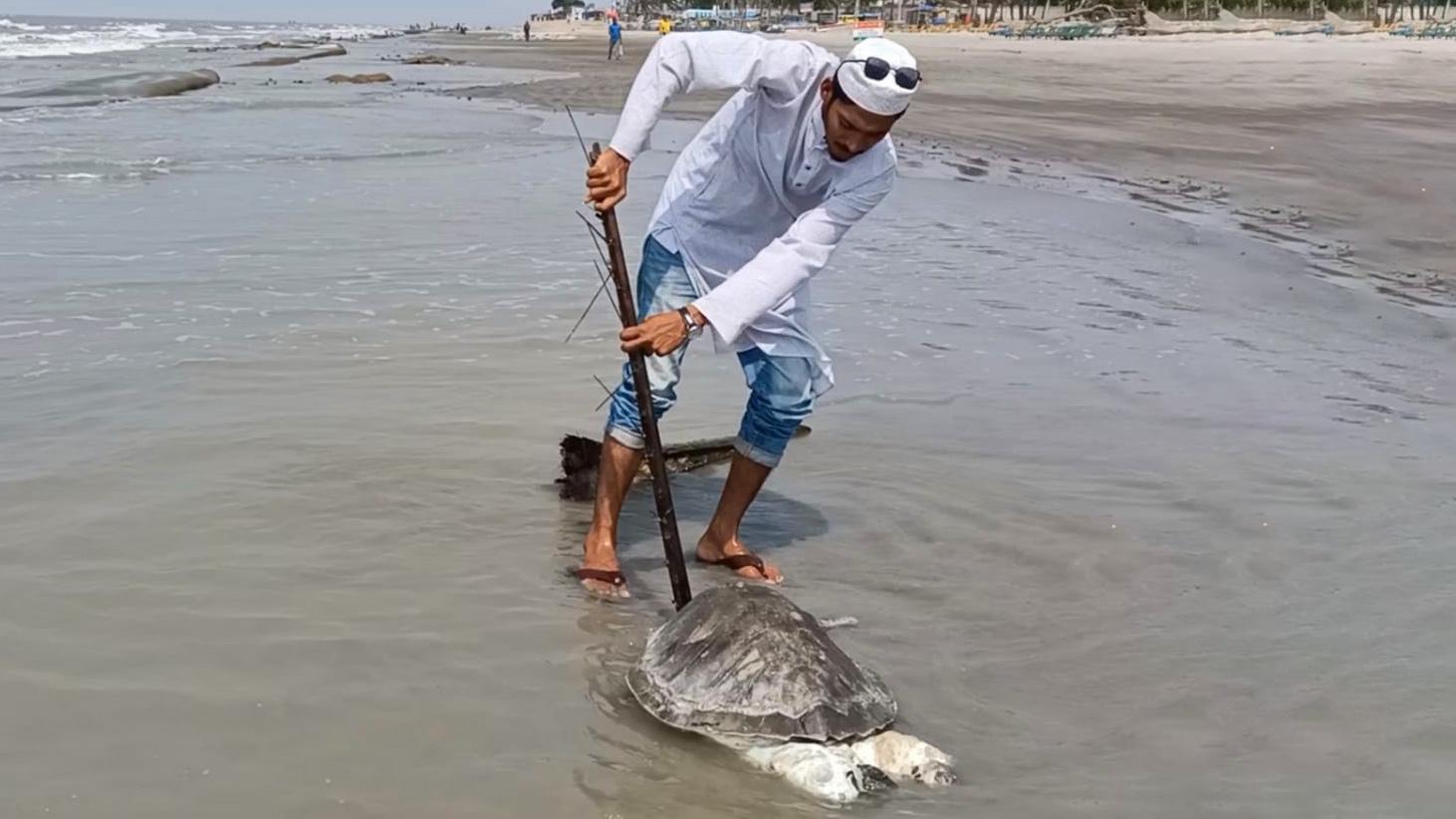 কুয়াকাটা সৈকতে বিরল প্রজাতির মৃত কচ্ছপ