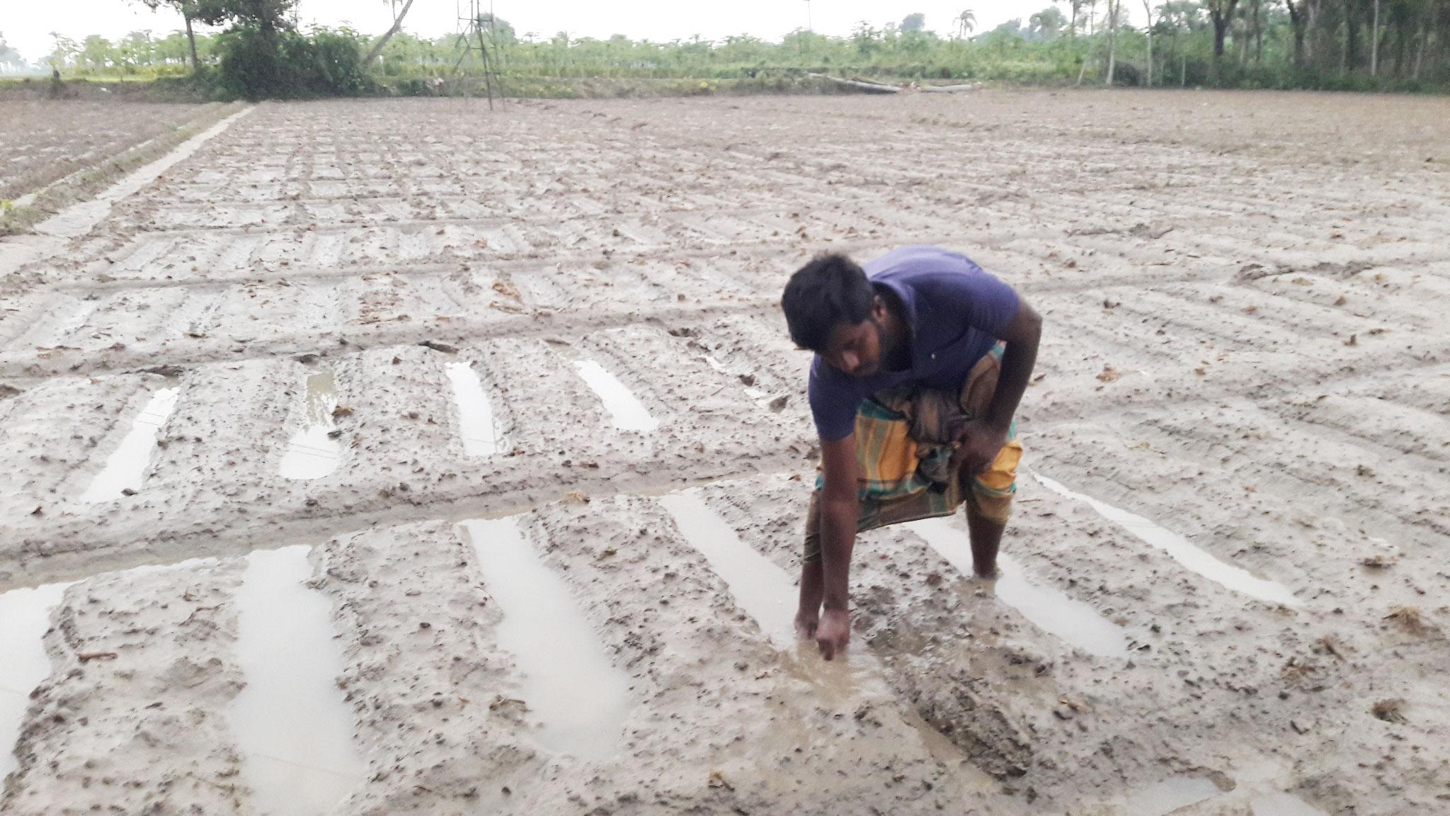 অসময়ের বৃষ্টিতে বীজ আলু নষ্ট