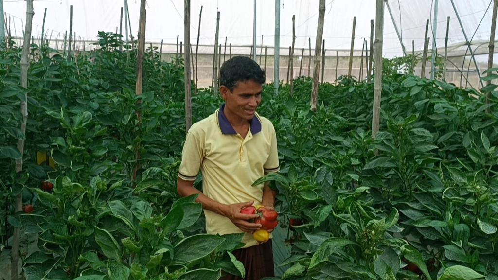 গ্রিন হাউজে লাল-হলুদ ক্যাপসিকাম চাষ করে সবুজের বাজিমাত 