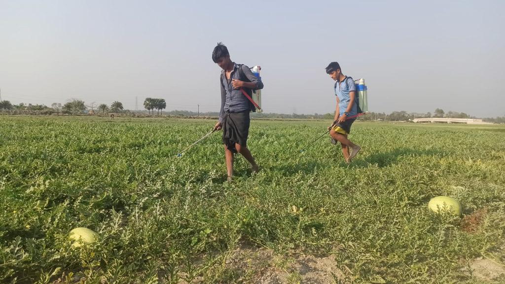 শৌখিন তরমুজ চাষে সবুজ উপকূলের বিস্তীর্ণ এলাকা