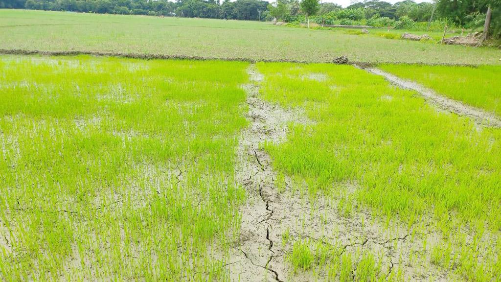 আমনের আবাদ নিয়ে শঙ্কা