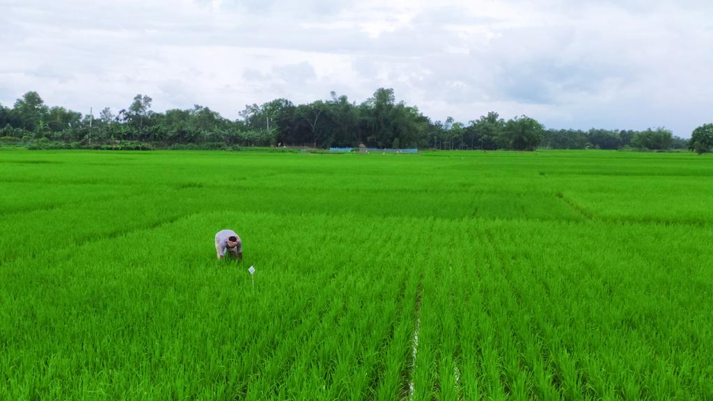 কমলগঞ্জে দেশি ধান চাষে আগ্রহ কমছে কৃষকের