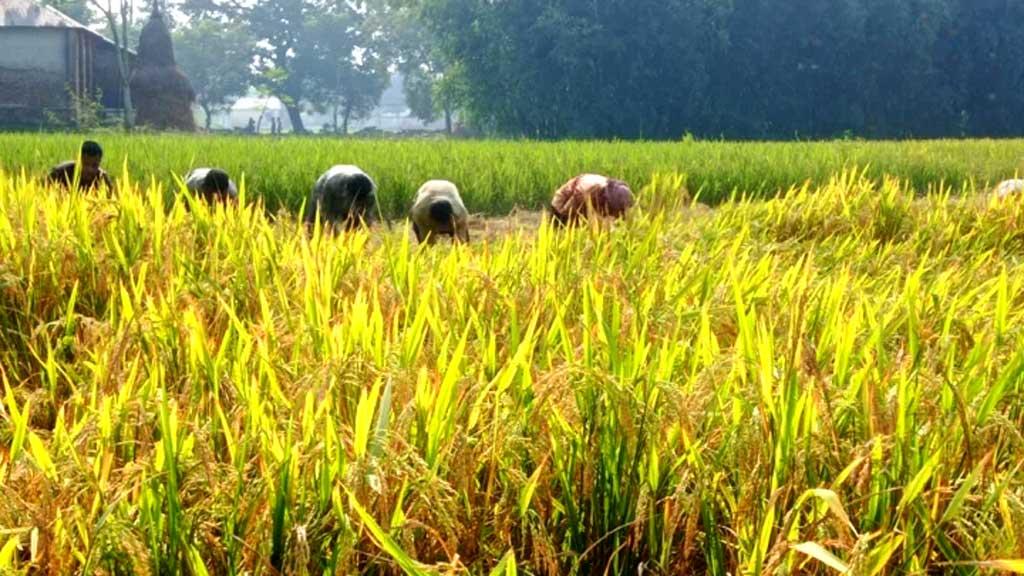 আবেদন ছাড়াই নির্বাচিত কৃষক, ধান মেলেনি