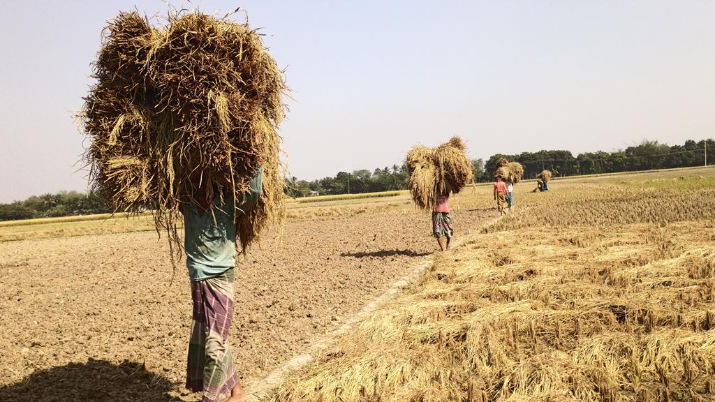 নেয়ামতের ঋতু হেমন্ত